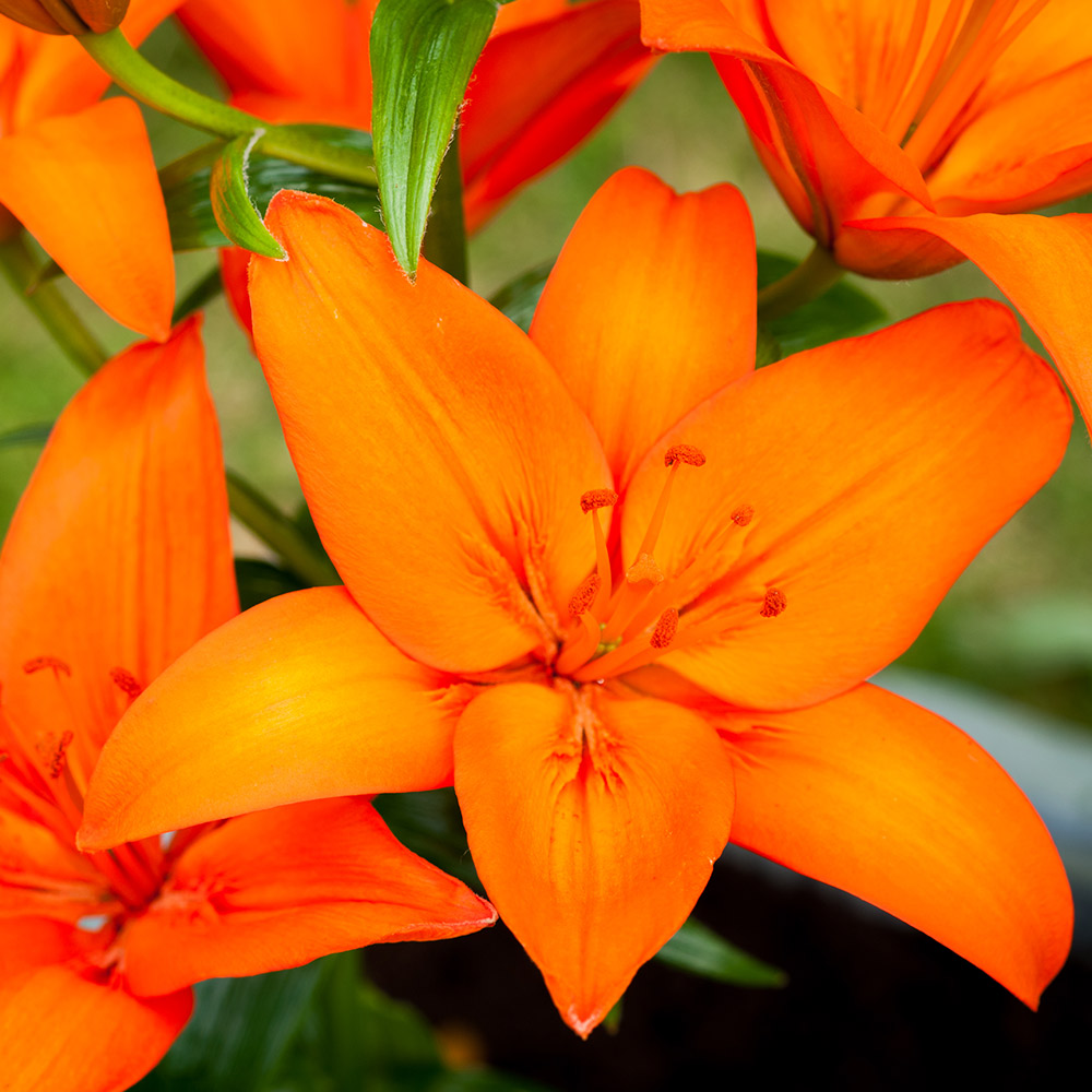 Lilium Asiatic 'Orange Ton'